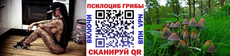 Купить где Новопавловск Псилоцибиновые грибы Psilocybine cubensis